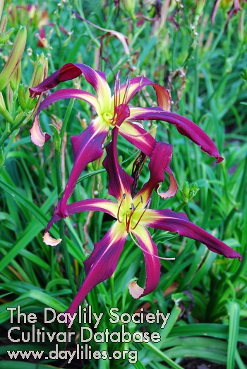 Daylily Narrow Path